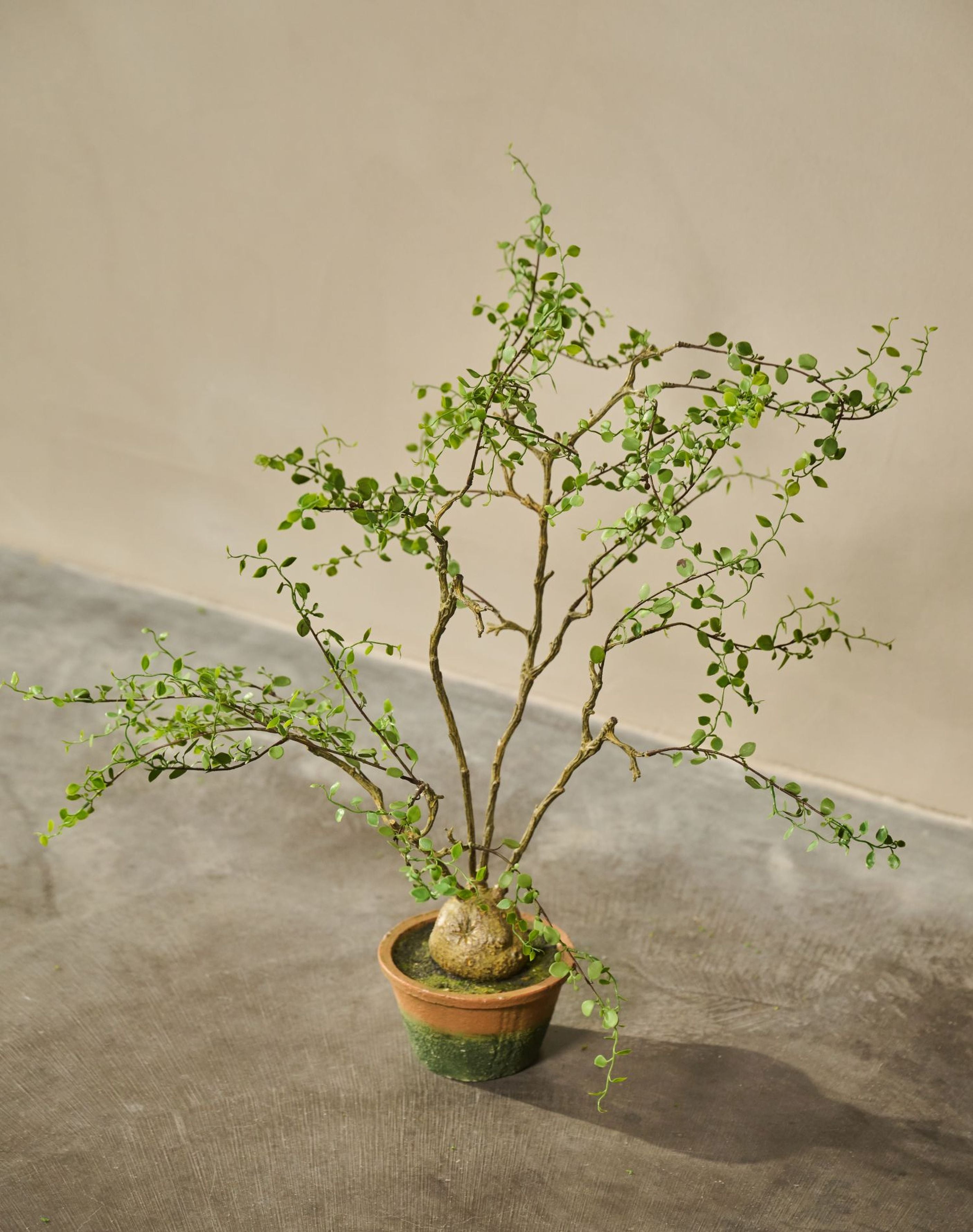 Kunstboom Muehlenbeckia groen 66 cm