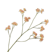 Kunsttak Astrantia tak perzik