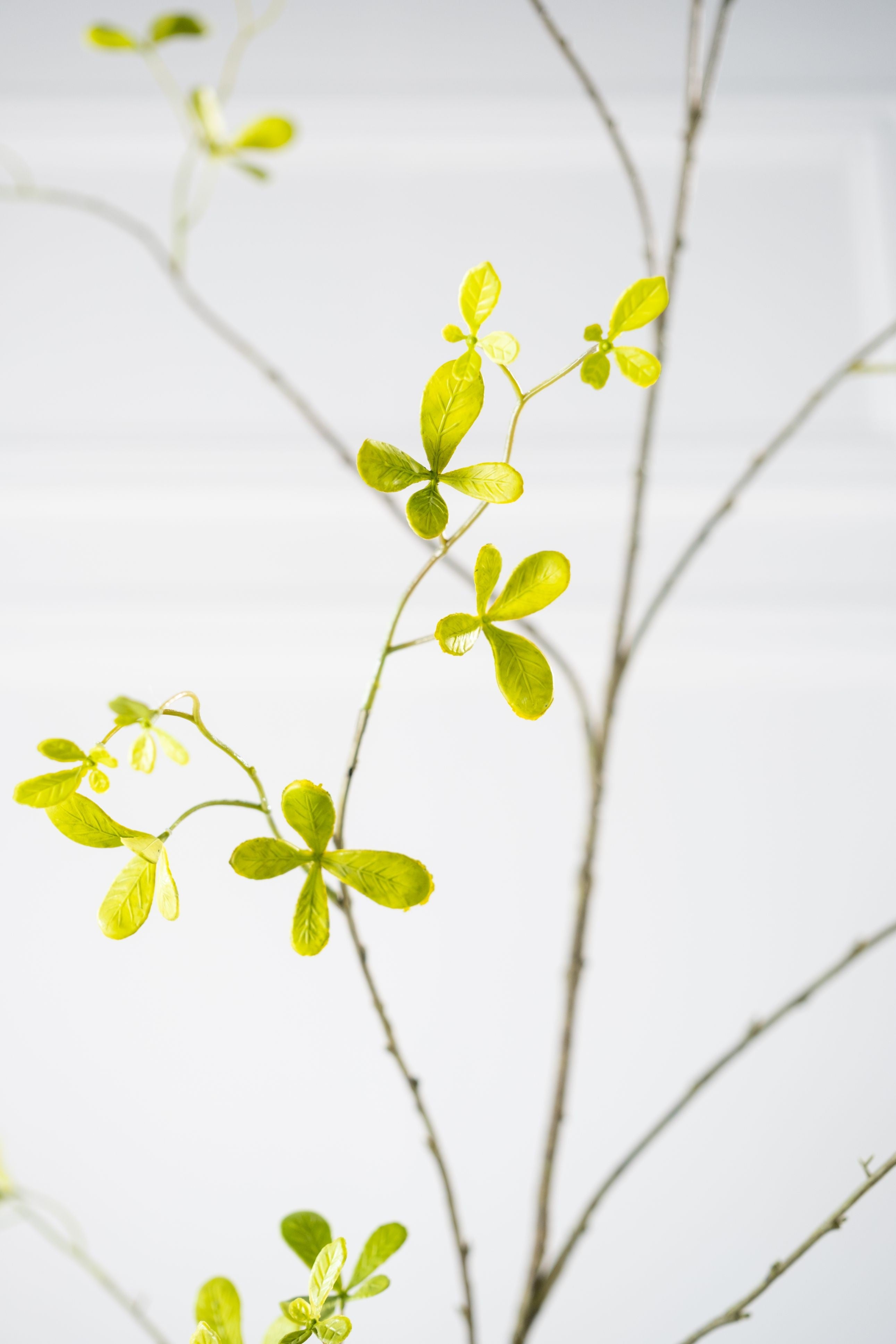 Kunsttak Bucida groen 77 cm