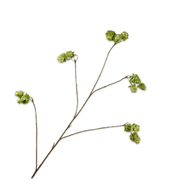 Kunsttak hop tak groen