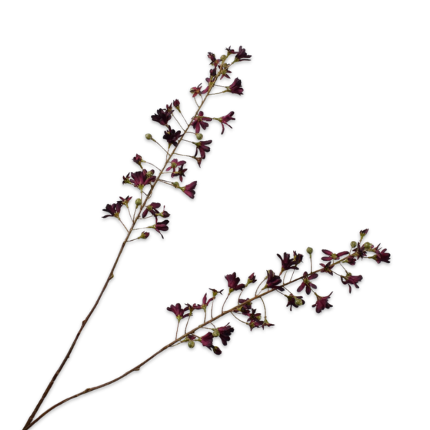 Kunsttak Hyacint tak Bordeaux