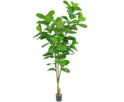 Vijg i/pot groen 182 cm
