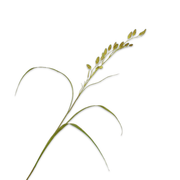 Kunsttak Gras tak groen 108 cm