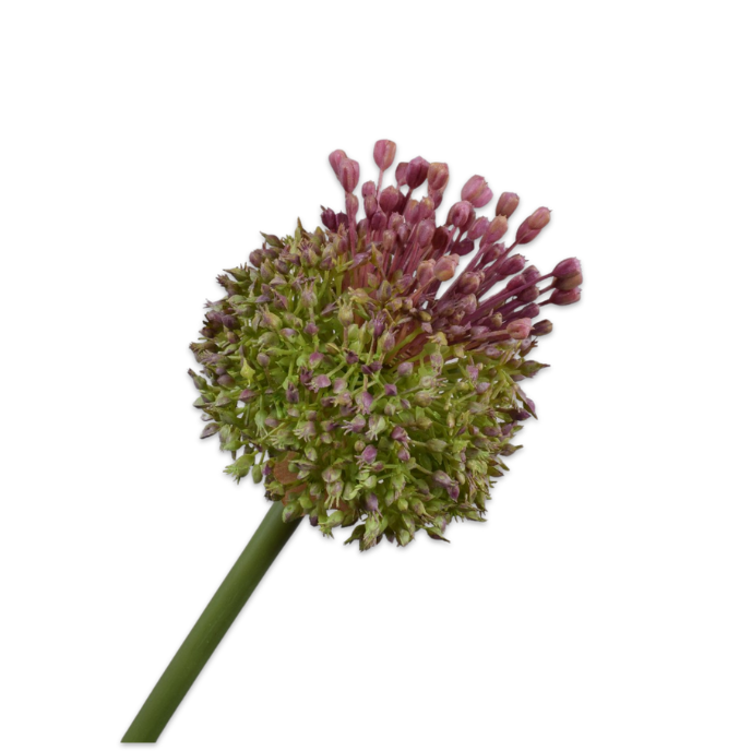 Kunsttak Distel Steel LL/GR