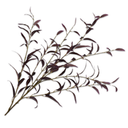 Kunsttak Eucalyptus Bordeaux 123 cm