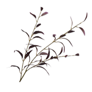 Kunsttak Eucalyptus Bordeaux 96 cm