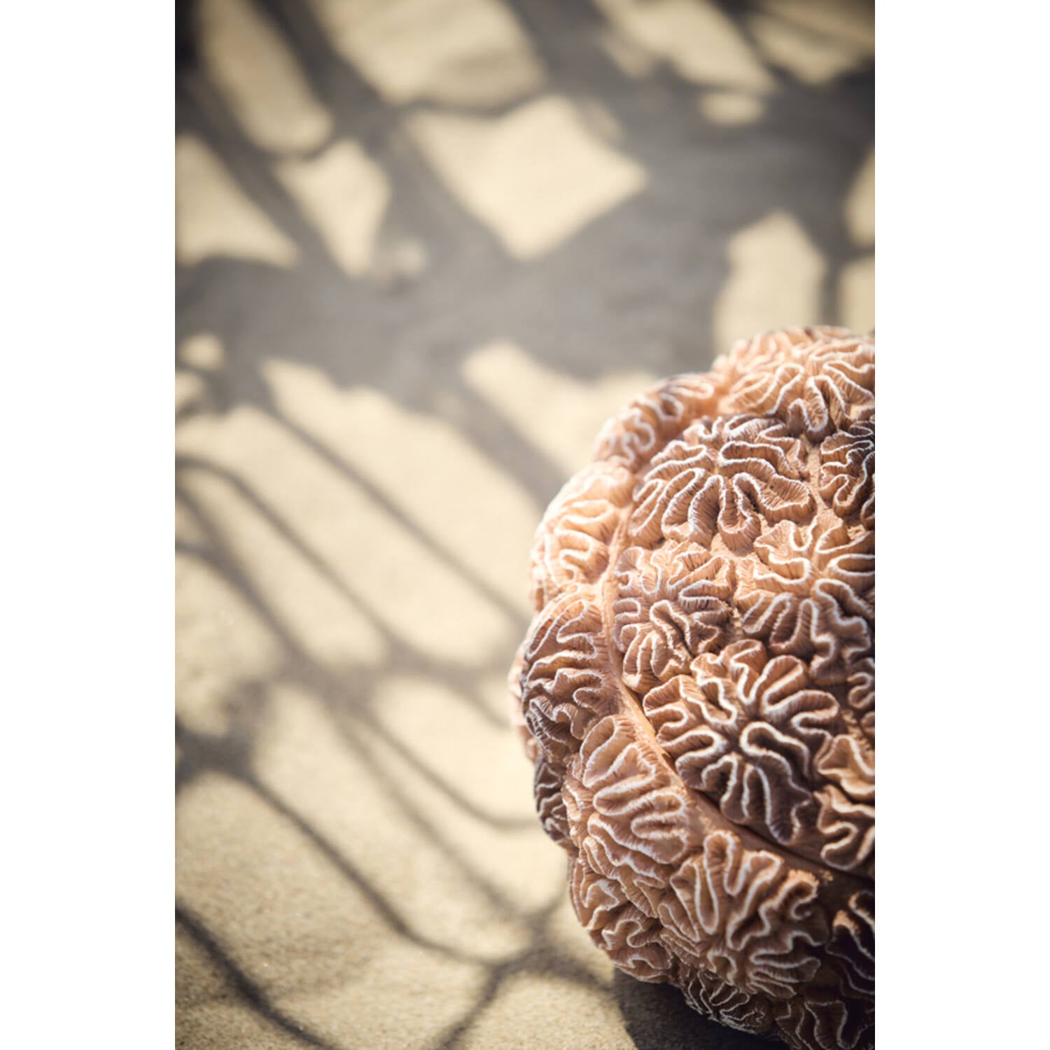 Schaal Coral Ø20x15,5 cm