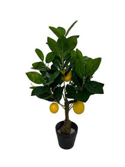 Lemon tree bonsai 50 cm geel