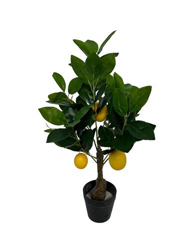 Lemon tree bonsai 50 cm geel
