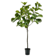 Kunstplant Ficus i/pot groen  254 cm