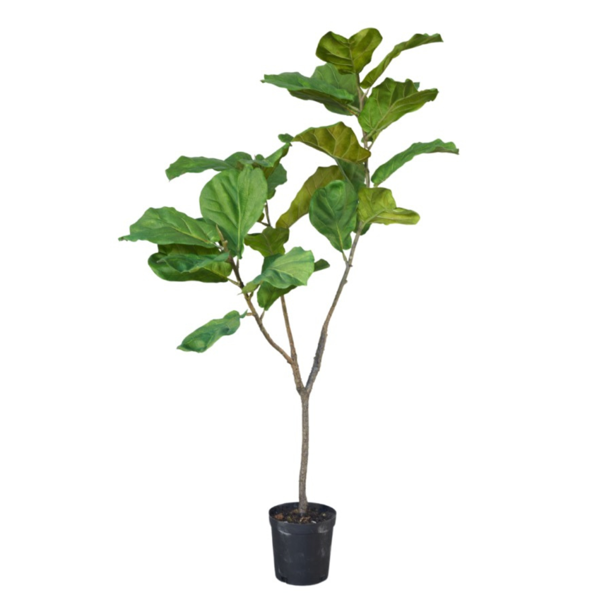 Kunstplant Ficus i/pot groen  151 cm