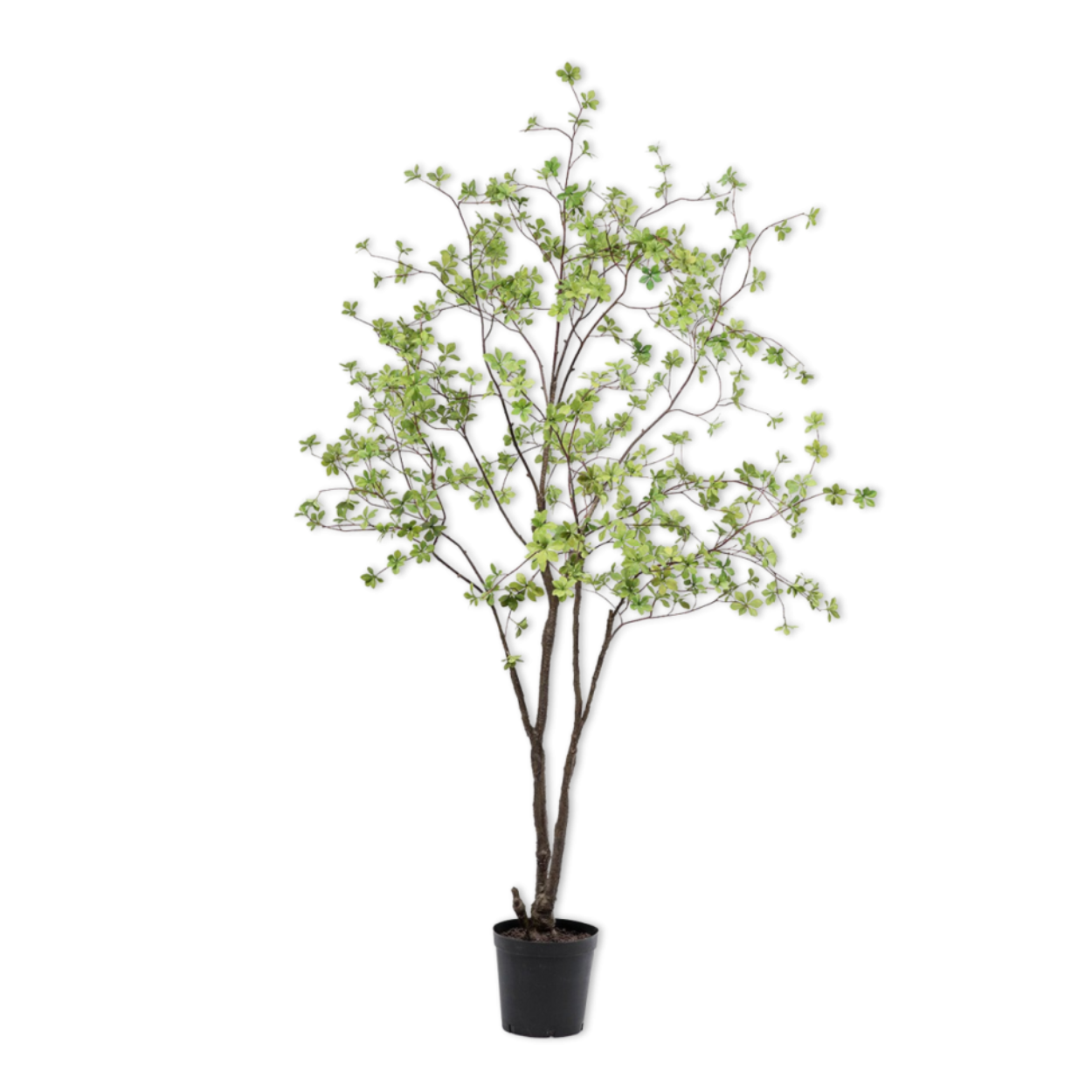 Kunstboom Bucida i/pot groen  218 cm