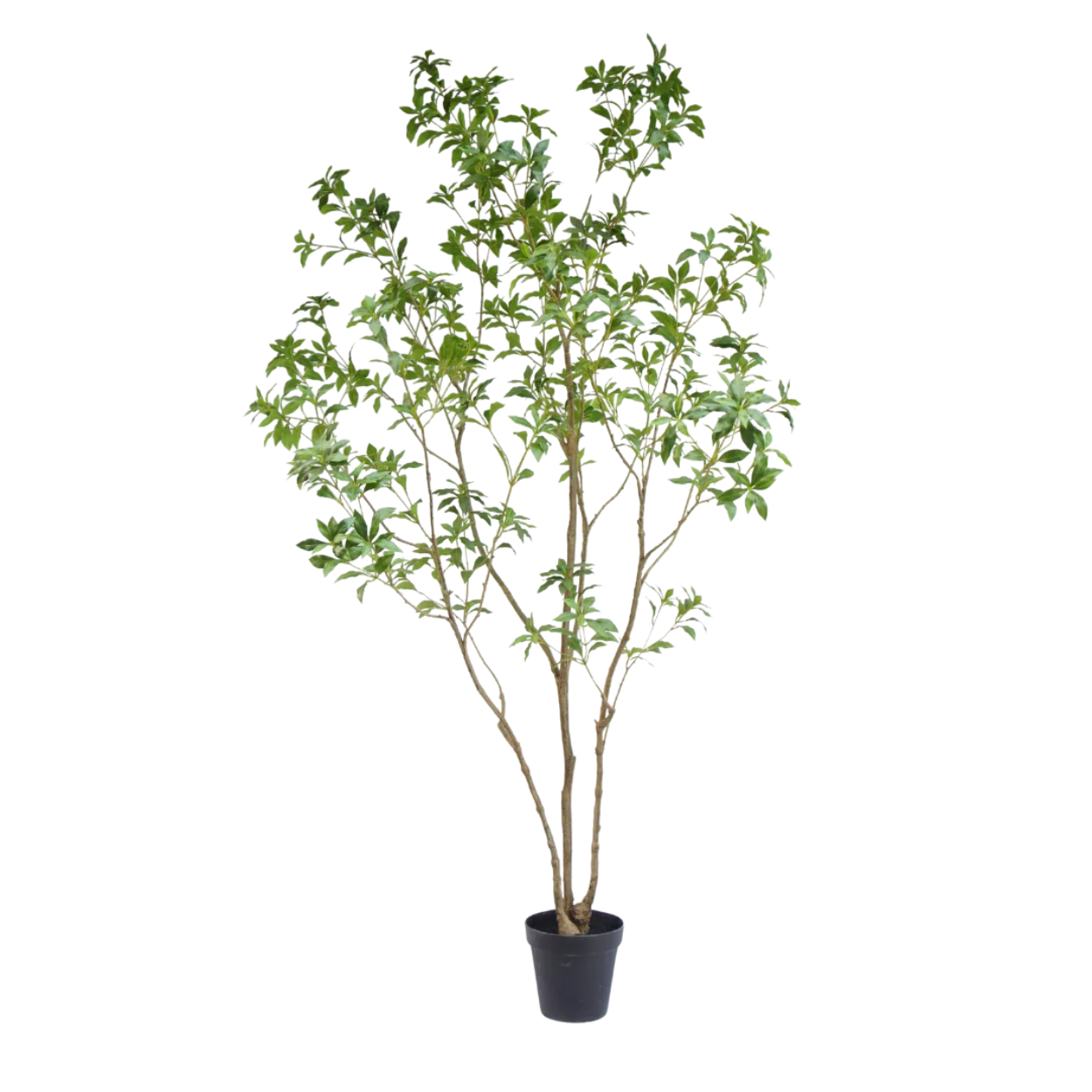 Kunstboom Pieris Japonica 240cm