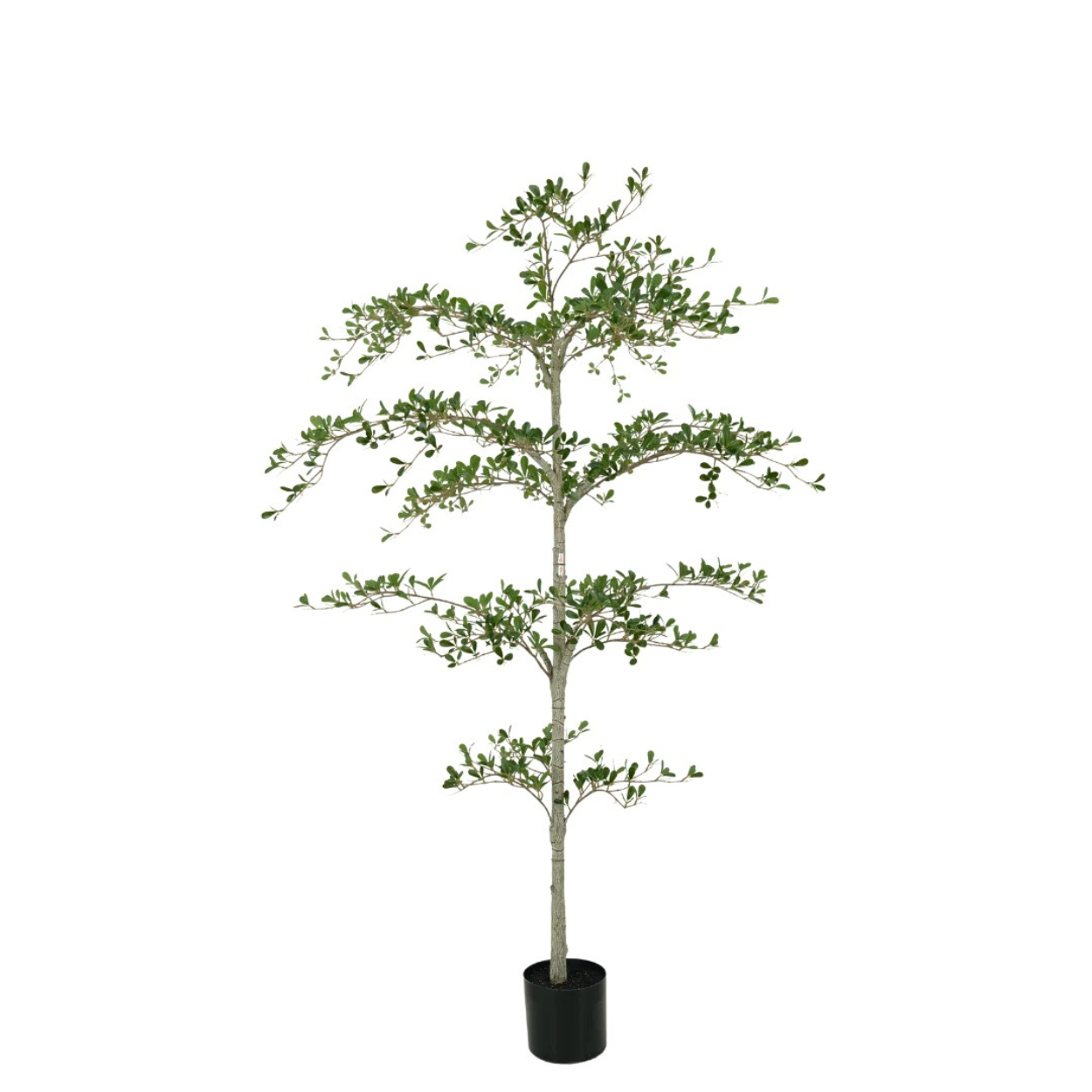 Black Olive boom 180cm