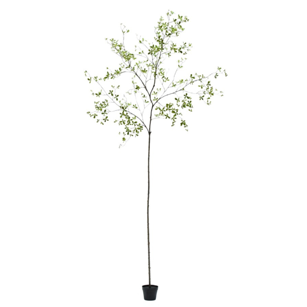 Kunstboom Bucida i/pot groen  290 cm