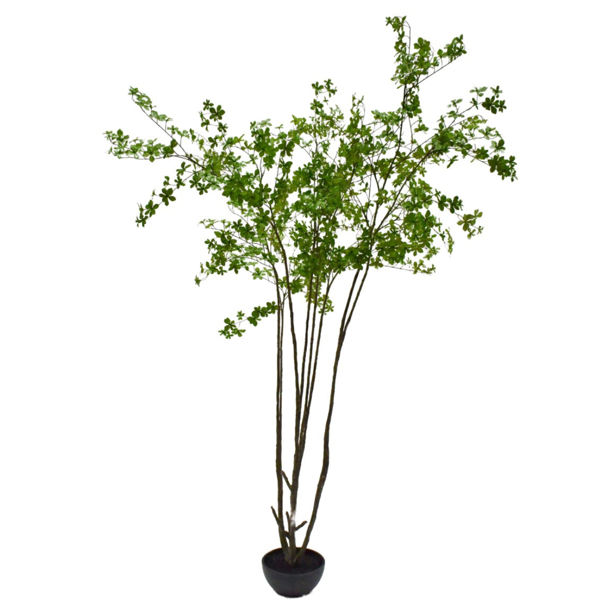 Bucida i/pot groen  250 cm