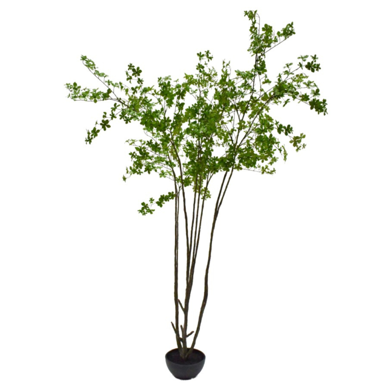 Kunstboom Bucida i/pot groen  250 cm
