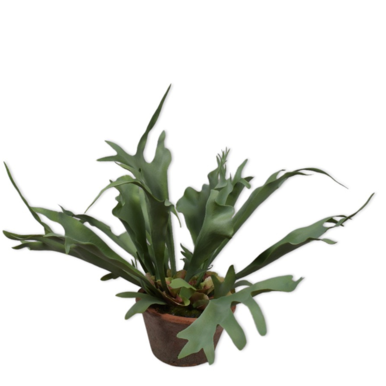 Kunstplant Hertshoorn i/pot groen  56 cm