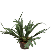 Kunstplant Hertshoorn i/pot groen  56 cm