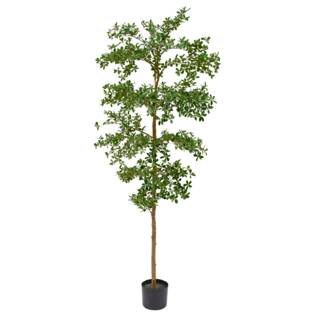 Kunstboom Bucida i/pot groen  244 cm