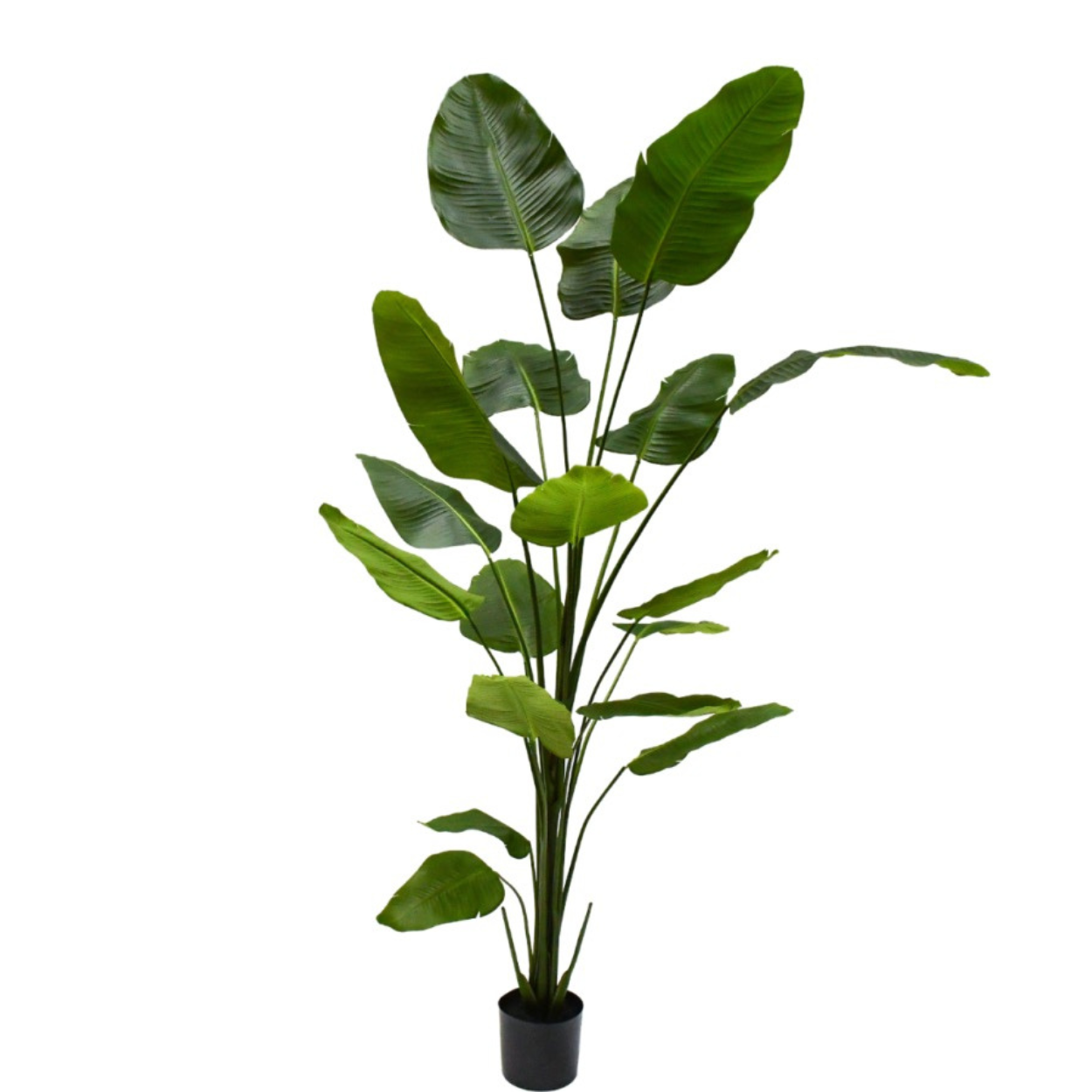 Kunstplant Strelitzia i/pot groen  240 cm