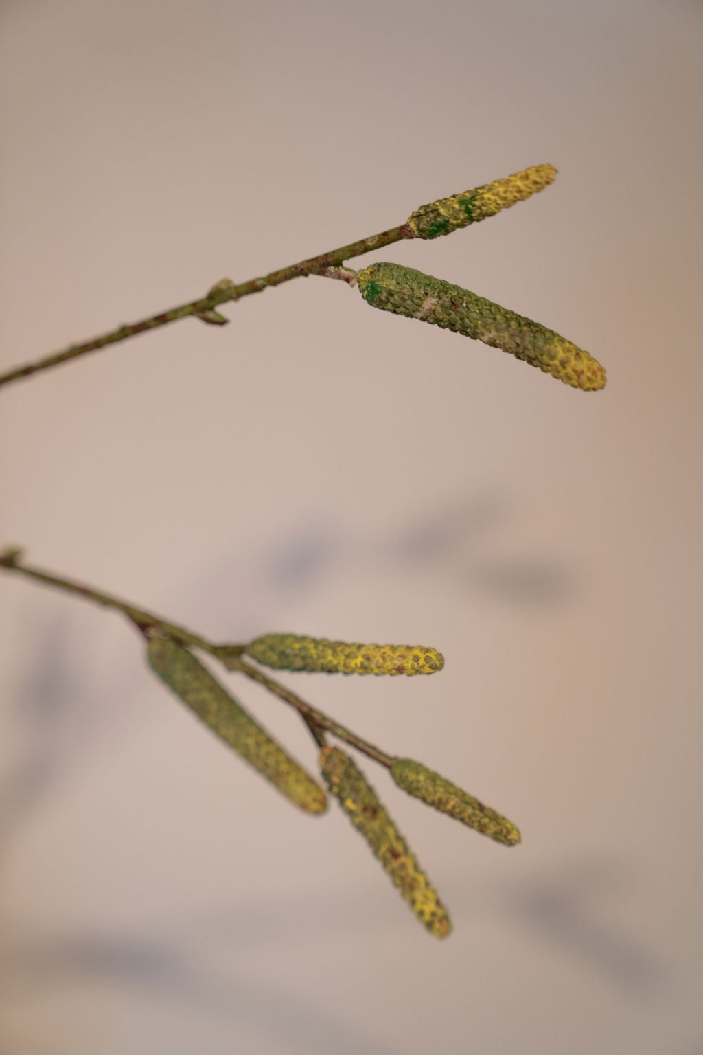 Kunsttak Alder Spray 113 cm