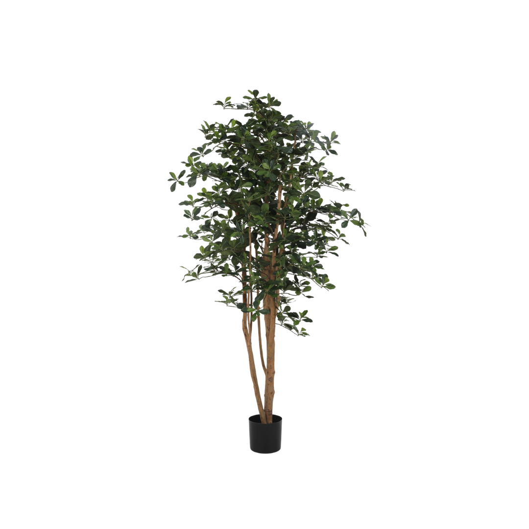 Olive tree Oriental 155 cm