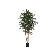 Olijfboom Oriental 155 cm