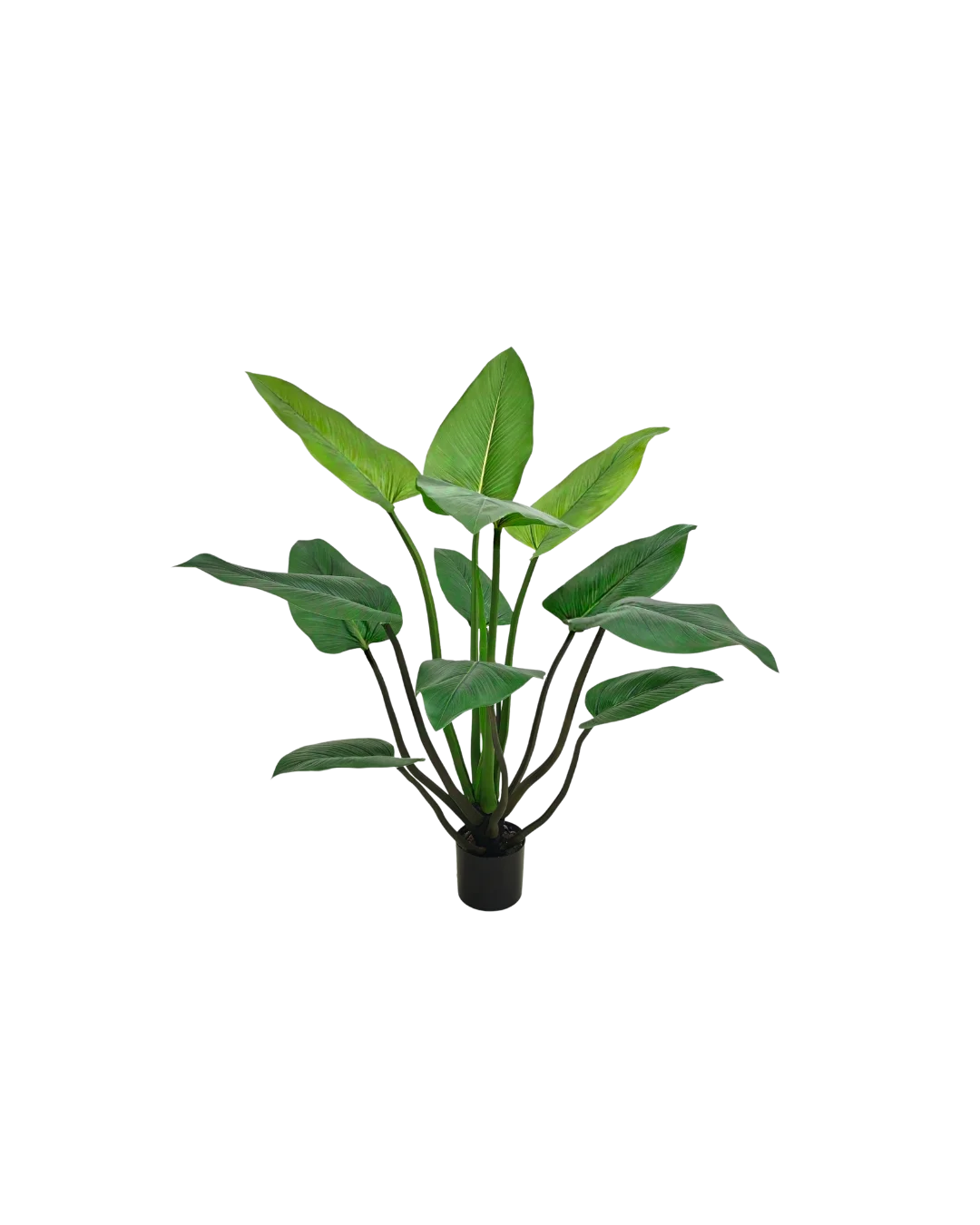 Alocasia plant 120cm