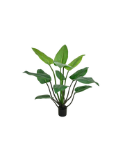 Alocasia plant 120cm