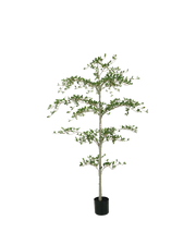 Black Olive boom 180cm