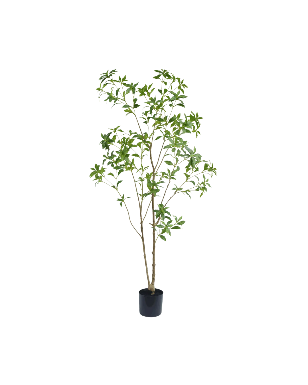 Pieris Japonica boom 180cm