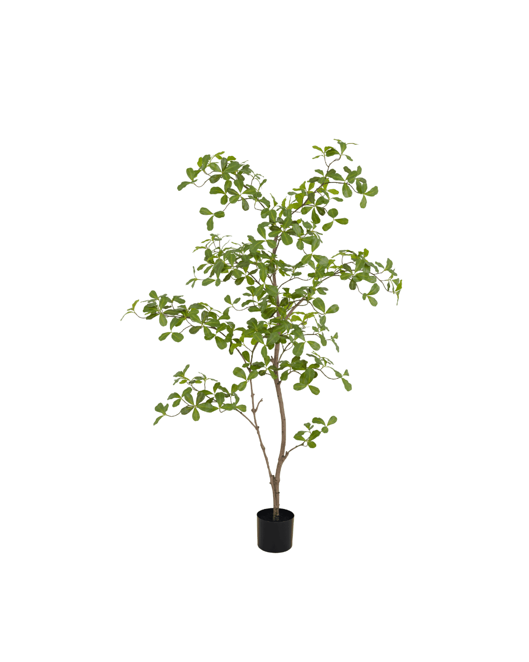 Moringa tree 150cm