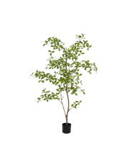 Moringa tree 150cm
