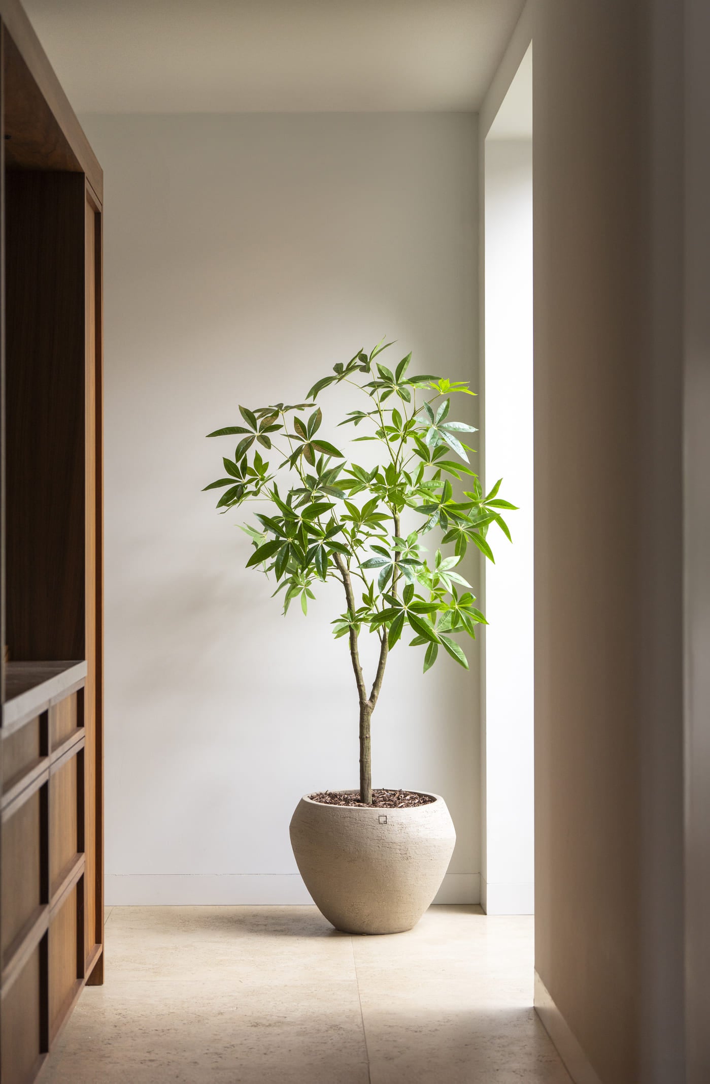 Kunstboom Schefflera 180cm