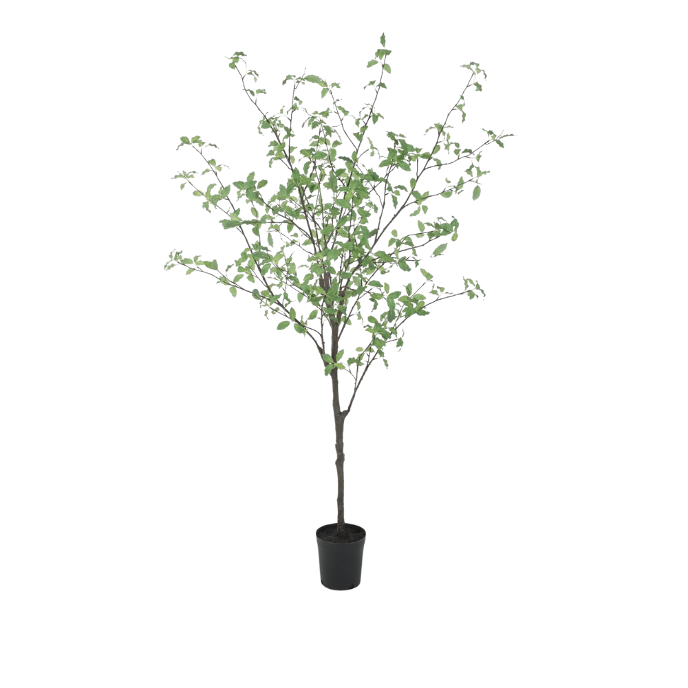 Kunstboom Pittosporum in Pot 165cm