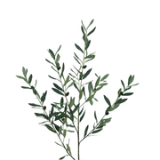 Olijf tak 100cm