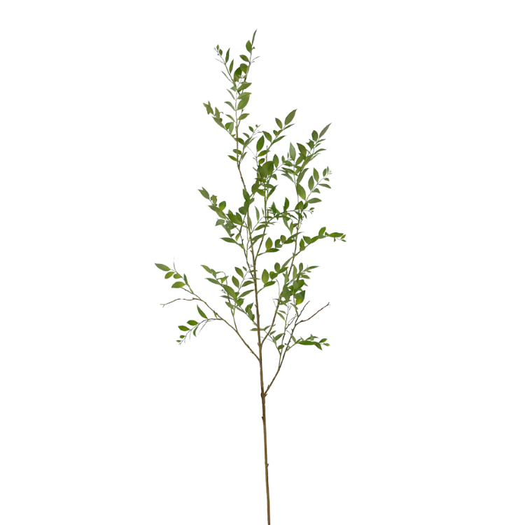 Ruscus tak 140cm