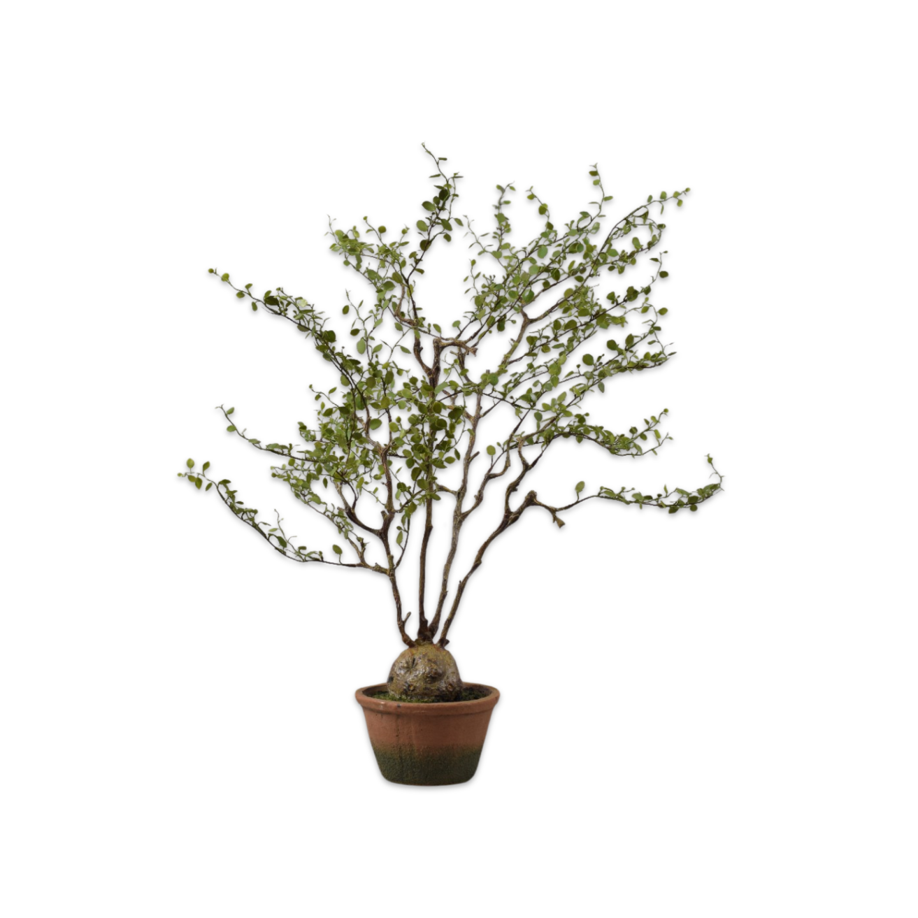 Kunstboom Muehlenbeckia groen 66 cm