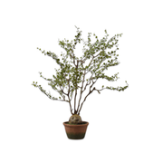 Kunstboom Muehlenbeckia groen 66 cm