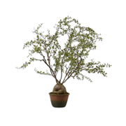Kunstboom Muehlenbeckia groen 86 mm