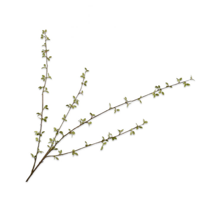 Kunsttak Amelanchier tak groen 122 cm