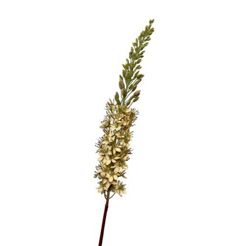 Kunsttak Eremurus 106 cm cream