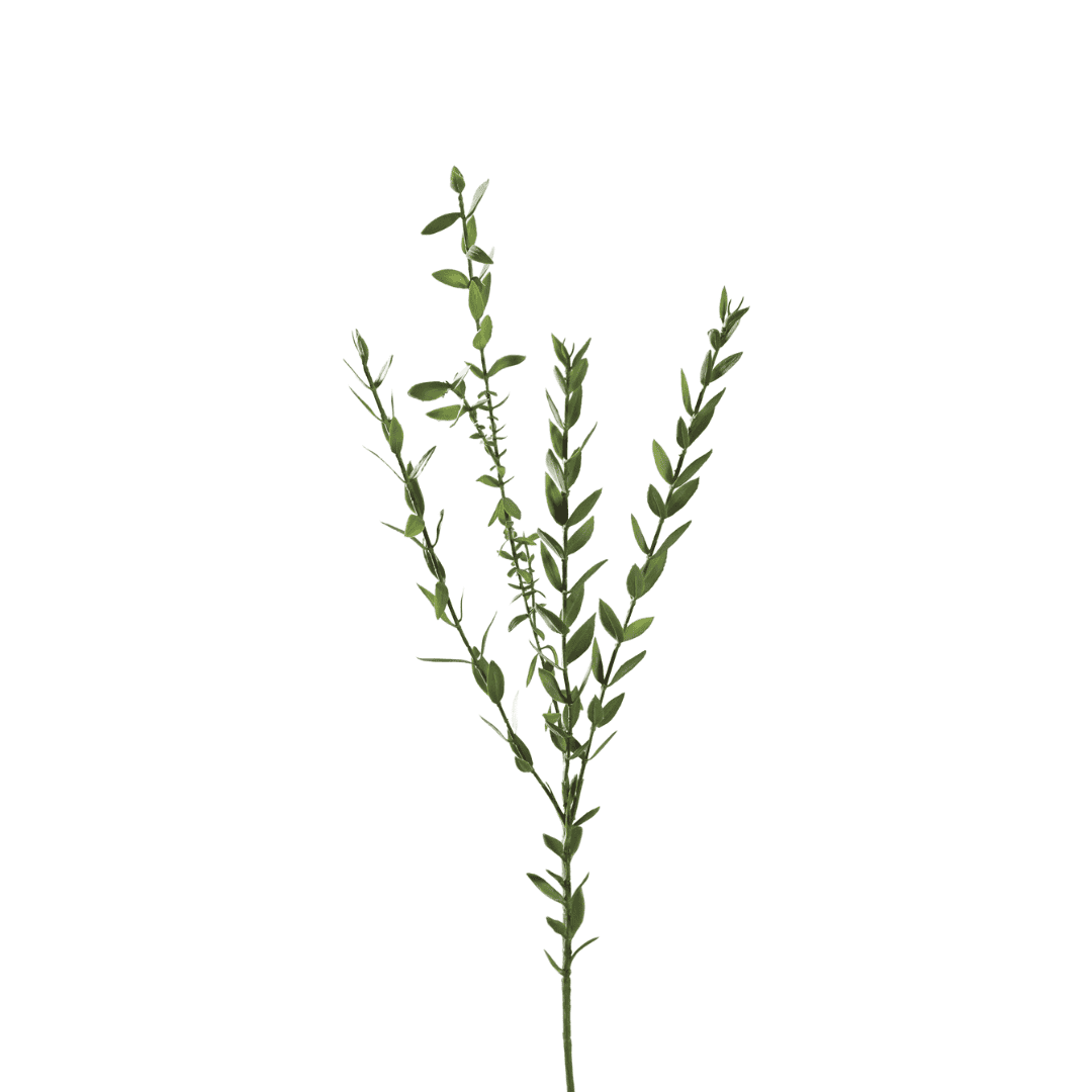 Kunsttak Eucalyptus Parvifolia - Studio LDE