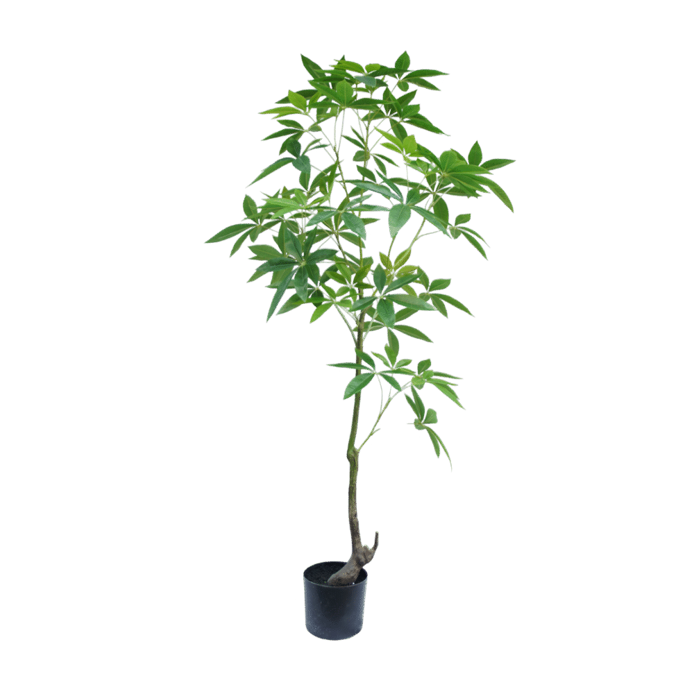 Schefflera boom 150cm