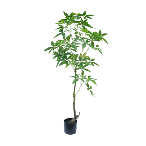 Schefflera boom 150cm