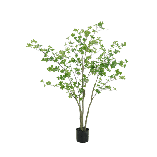 Enkianthus boom 150cm