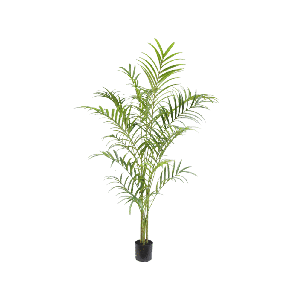 Palm plant 240cm