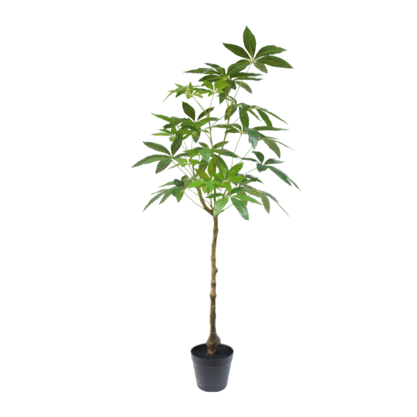 Schefflera boom 120cm