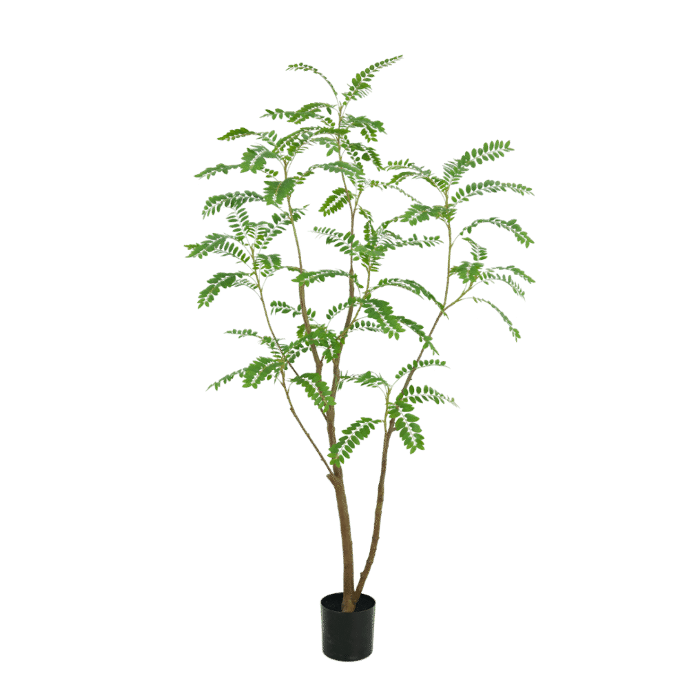 Mimosa boom 210cm